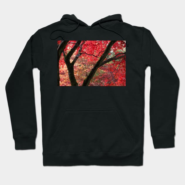 Maples Hoodie by Hareguizer